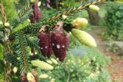 Picea oriëntalis Aurea (90)