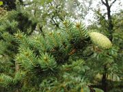 Picea polita (91)