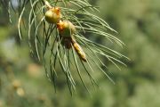 Picea smithiana (183)