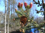  Picea wilsonii (249)