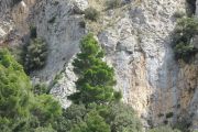 PInus halepensis (247)