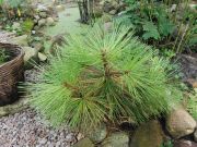  Pinus jeffreyi (110)