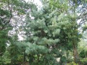 PInus wallichiana (125)