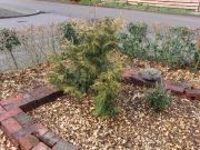 Thuja standishii Aurea (188)