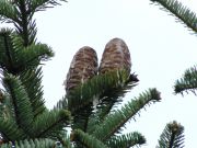 Abies sibirica (205)