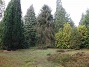 Picea breweriana (85)