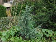 Cedrus deodara 'Karl Fuchs'