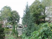 Cedrus atlantica Fastigiata