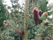 Picea asperata var. notabilis (81)