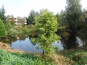 Taxodium distichum (178)