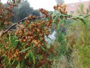 Thuja occidentalis (139)