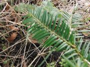 Torreya nucifera (146)